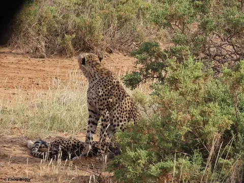 Cheetahs1-2-3-4.jpg