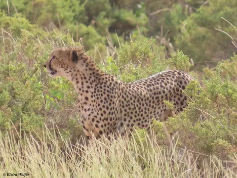 Cheetahs10.jpg