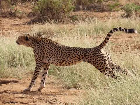 Cheetahs5-2.jpg