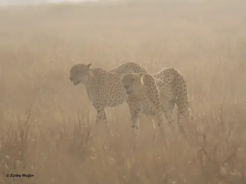 Cheetahs6-2.jpg