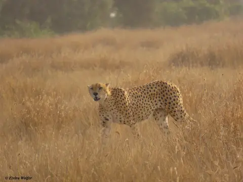 Cheetahs7-2.jpg