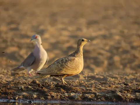 Chestnut-belliedSandgrouse.jpg