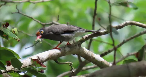 Chestnut-frontedHelmetshrike.jpg
