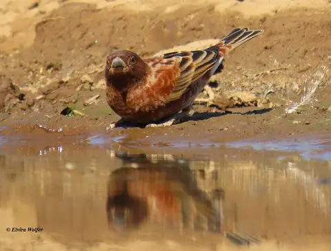 ChestnutSparrow2-2-3.jpg