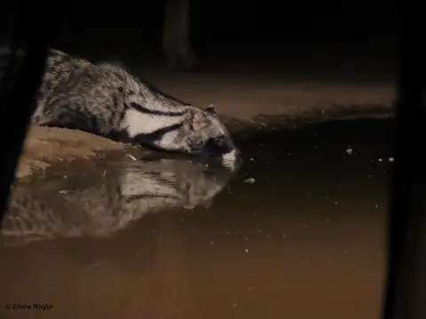 CibetCat1.jpg