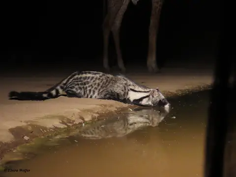 CibetCat2.jpg
