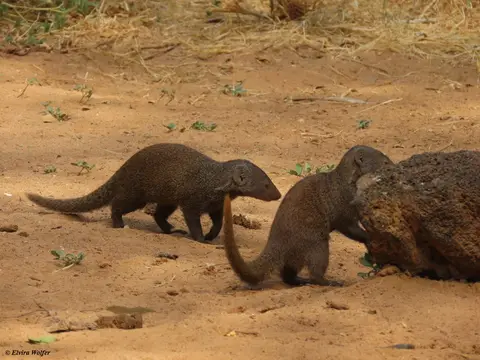 CommonDwarfMongoose2.jpg