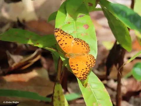 CommonLeopardFritillary.jpg