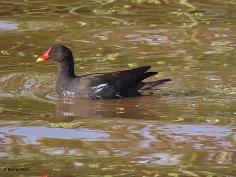 CommonMoorhen-2.jpg