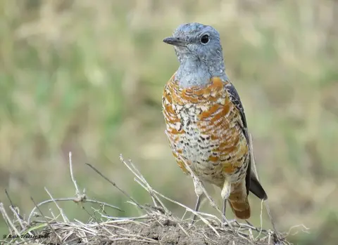 CommonRockThrush.jpg