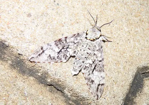 Covellianaferax.jpg