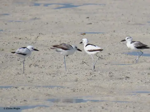 CrabPlover1.jpg
