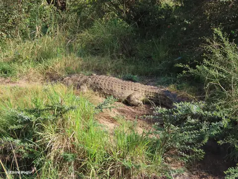 Crocodile1.jpg
