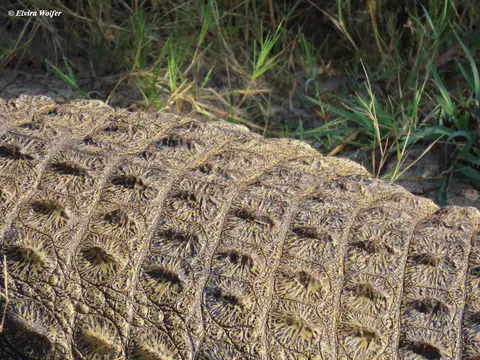 Crocodile2.jpg