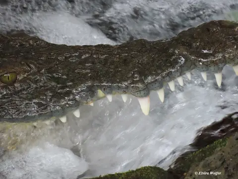CrocodileatMzimaSprings1.jpg