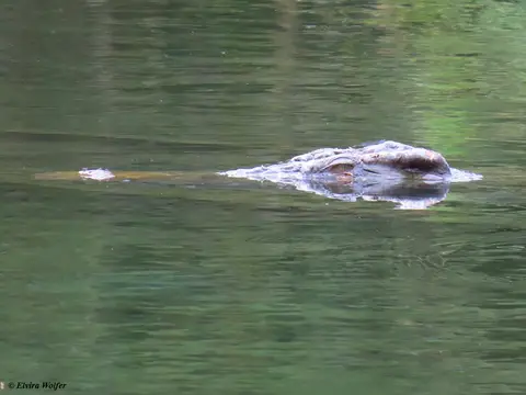 CrocodilewithDamselFly.jpg