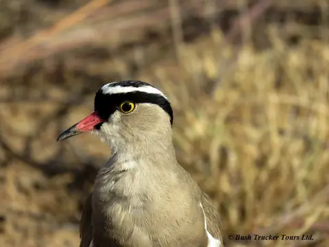CrownedPlover.jpg