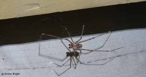 DaddyLong-leg.jpg