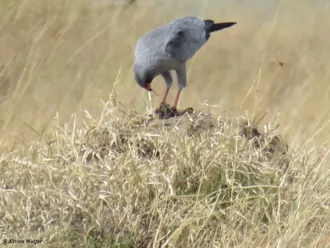 DarkChantingGoshawk.jpg