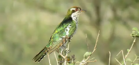 DiederickCuckoo.jpg