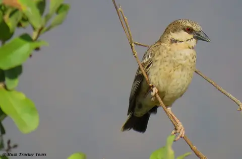Donaldson-Smith'sSparrow-Weaver.jpg
