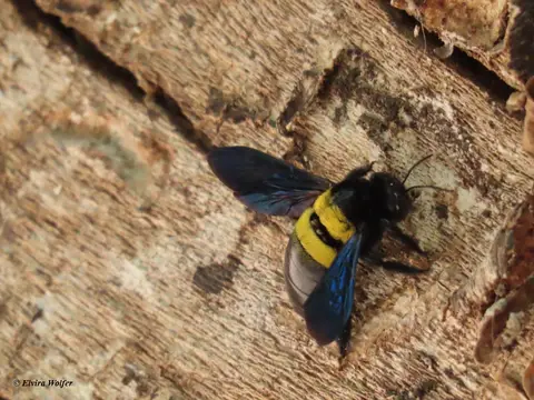 Double-bandedCarpenterBee.jpg