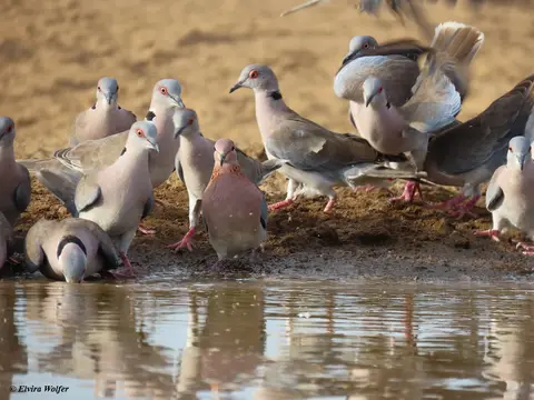 Doves2.jpg