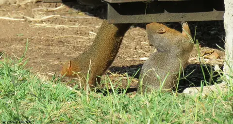 DwarfMongoose3-2.jpg