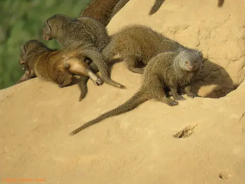 DwarfMongoose3.jpg