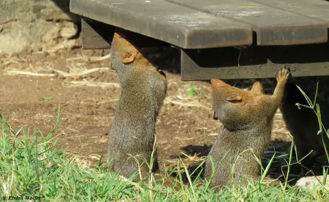 DwarfMongoose4-2.jpg