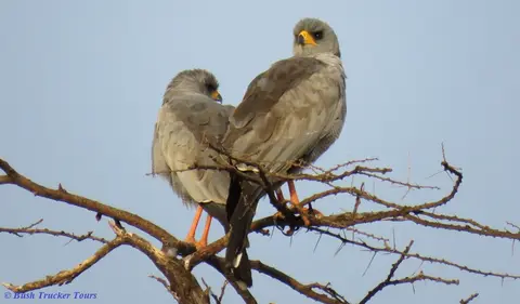 EasternChantingGoshawkpair.jpg