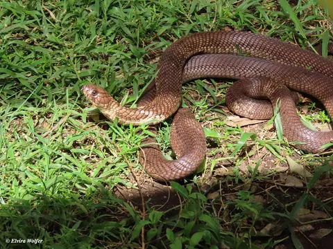 EgyptianCobra2-2.jpg