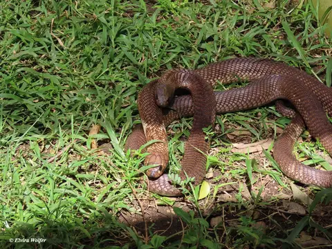 EgyptianCobra4.jpg