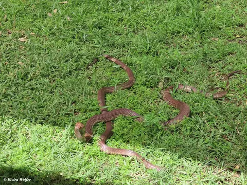 EgyptianCobra5.jpg