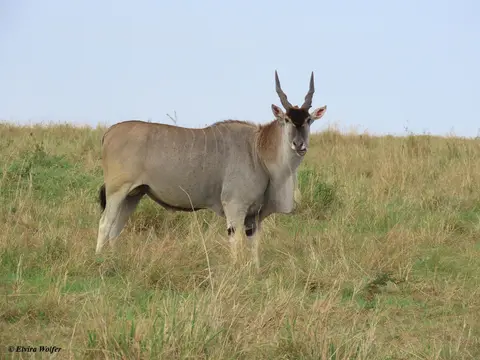 ElandAntelopeBull.jpg