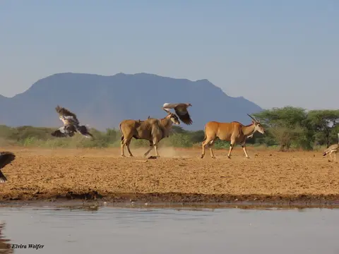 ElandDoves.jpg