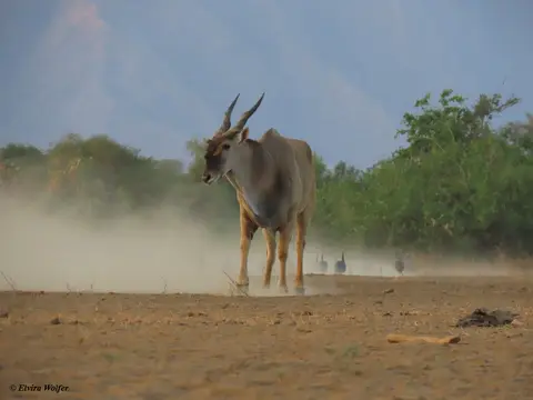 Elandantelope2.jpg