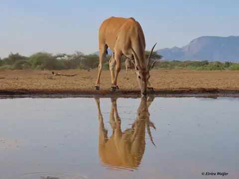Elandantelopeyoungdrinking.jpg