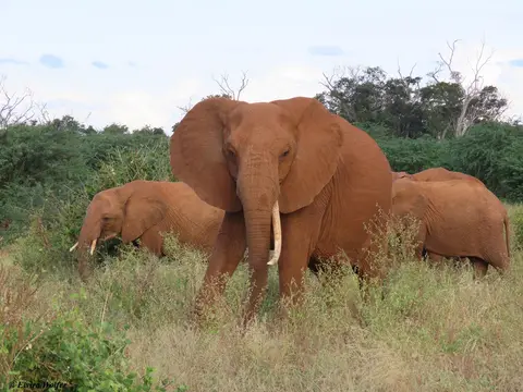 Elefant1Stosszahn.jpg
