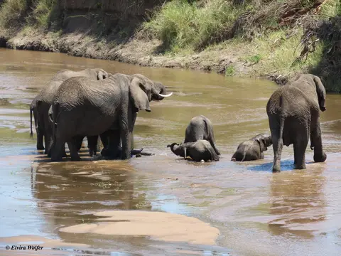 ElefantenamSandriver3.jpg