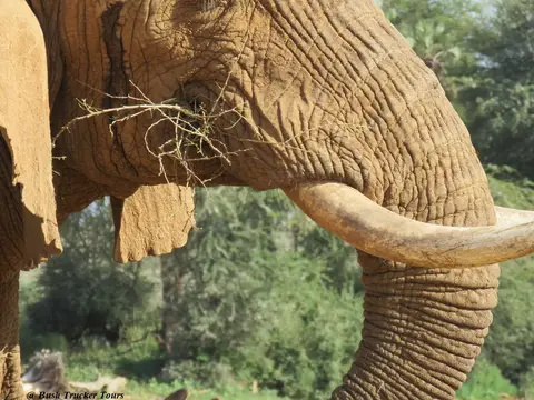 ElefantenbulleSamburu2.jpg