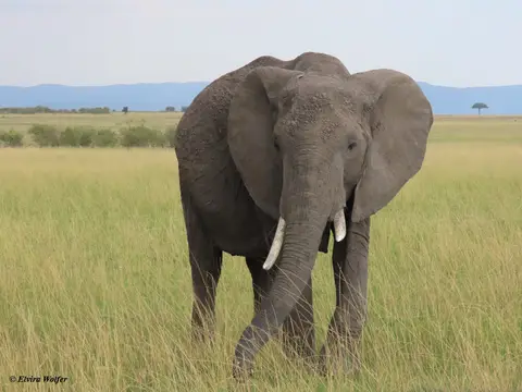 Elephant1.jpg