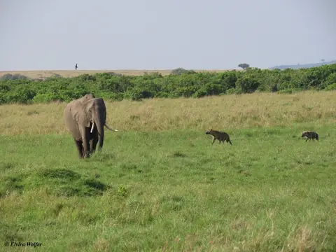 Elephant2.jpg