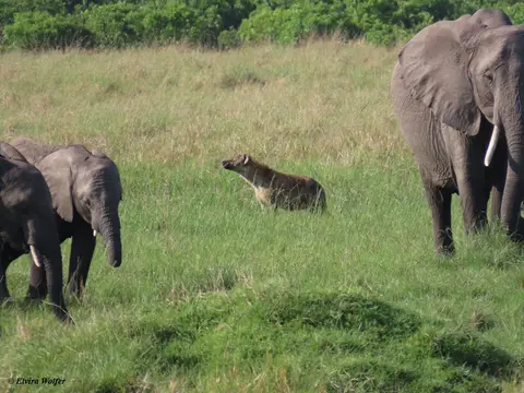 Elephant3.jpg