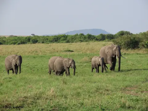 Elephant4.jpg
