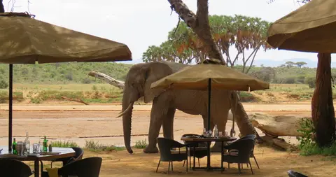 Elephantateatingplace.jpg