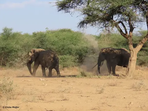 Elephantbulls1.jpg