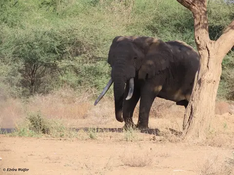 Elephantbulls2.jpg