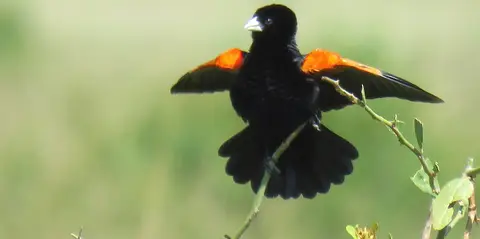 Fan-tailedWidowbird-Euplectesaxillarisphoeniceus-2.jpg
