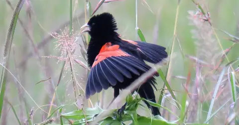 Fan-tailedWidowbird-Euplectesaxillarisphoeniceus.jpg